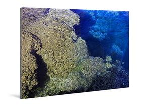 Acrylic photo print featuring an underwater coral reef in vibrant blue and tan colors.