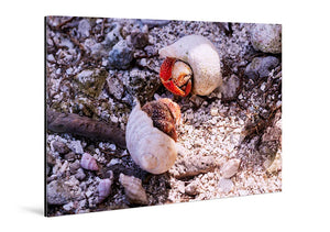 Tableau mural représentant deux bernard-l’ermite dans leurs coquilles sur un sol de corail et de coquillages aux tons naturels