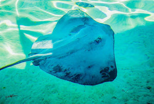 Photographie sous-marine d’une raie nageant dans une eau turquoise éclairée par la lumière