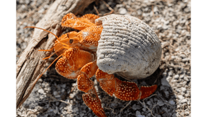 Orange hermit crab with spotted legs in a white shell on a sandy beach
