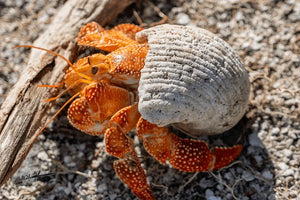 Orange spotted hermit crab in a textured seashell on sandy beach with driftwood