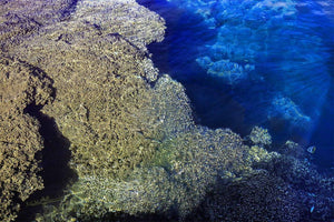 Fine art photograph of textured coral reef underwater with deep blue ocean hues