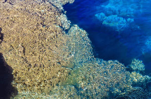 Tableau décoratif représentant des fonds marins avec récif de corail et eau bleu profond