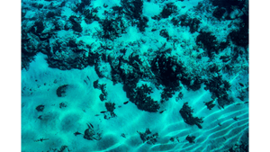 Underwater sandy seabed with rocks, sunlight patterns, and small fish swimming