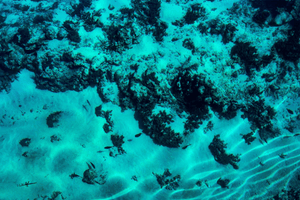 Underwater fine art photo of sandy seafloor with coral, textured light and small fish