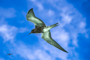 Fine art photo of a bird in flight with outstretched wings against a textured blue sky.