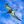 Seabird in flight against a bright blue sky with scattered clouds