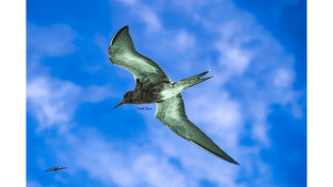 Seabird in flight against a bright blue sky with scattered clouds