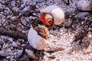Two hermit crabs in textured shells on rocky ground, fine art nature photography