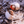 Two hermit crabs in shells on rocky ground, wildlife nature photography