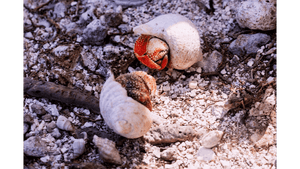 Two hermit crabs in shells on rocky ground, wildlife nature photography