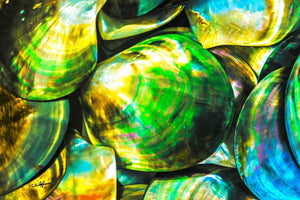 Close-up of colorful, iridescent seashells with green, yellow, and blue reflections