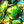 Close-up of iridescent marine shells with vibrant green, yellow, and blue hues