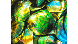 Close-up of iridescent marine shells with vibrant green, yellow, and blue hues